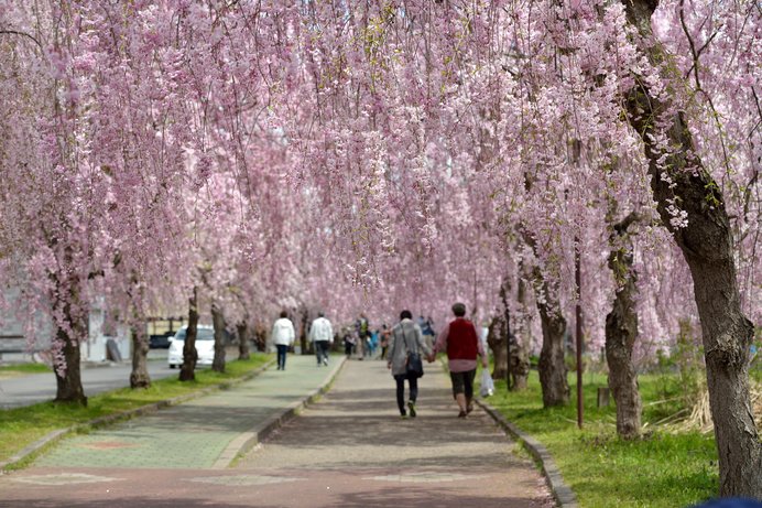 桜前線、いよいよ東北へ！ 平成最後のお花見を締めくくる東北の桜に逢いに行こう♪