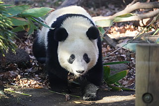 東京のシンボル、上野動物園の悲喜こもごも