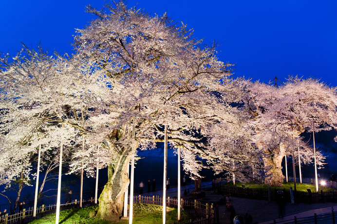 桜の季節到来！お花見の名所＆道の駅4選！(季節・暮らしの話題 2019年 