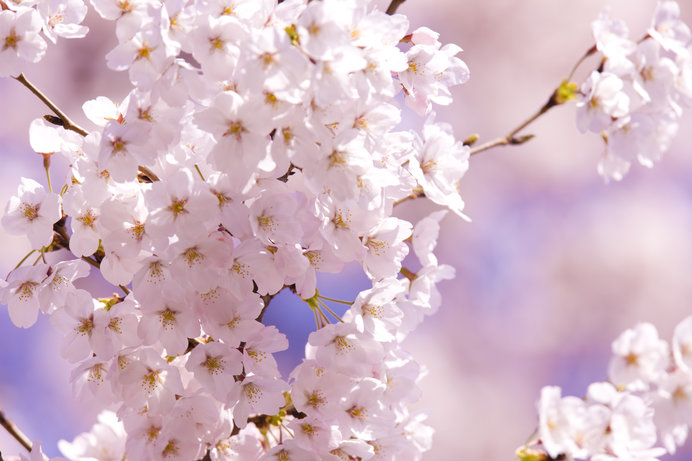 知って得する季語 桜 サクラ Sakura Tenki Jpサプリ 2019年03月24日 日本気象協会 Tenki Jp