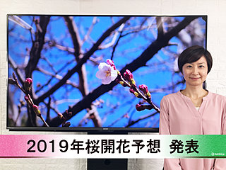 【動画で解説】日本気象協会から「第5回 2019年桜開花予想」発表！