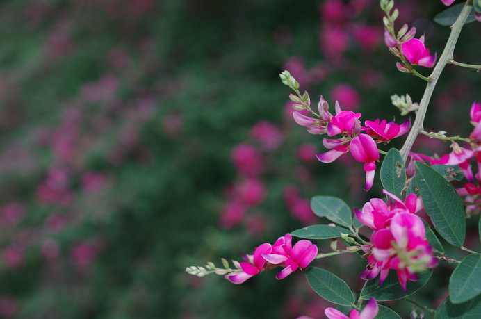 萩の花