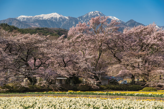 日本三大桜の一つ「山高神代桜」