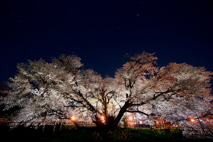 見事に花を咲かせる一心行の大桜