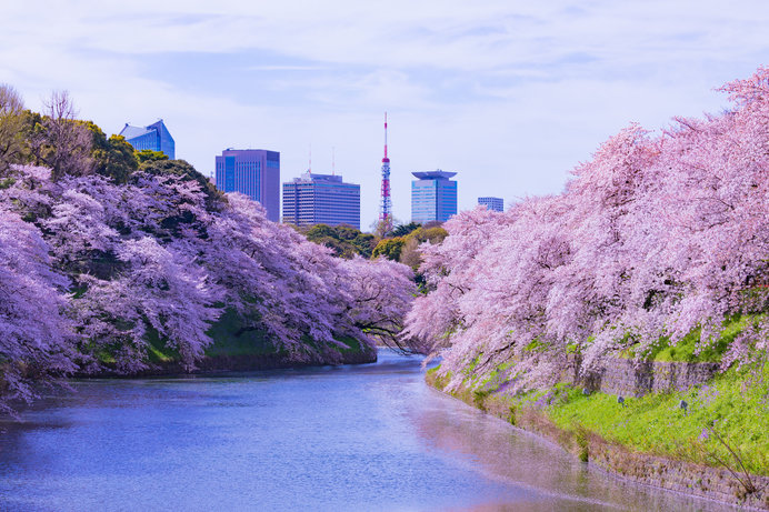 千鳥ヶ淵の桜