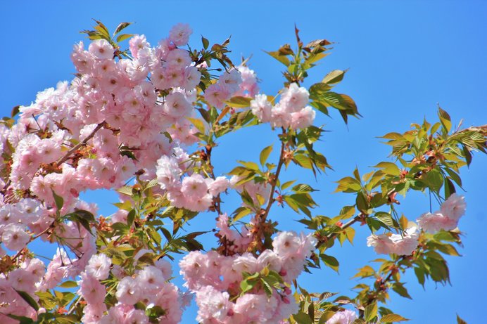 華やかな八重桜