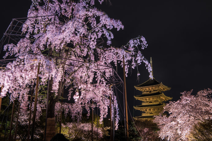 京都 東寺の夜桜