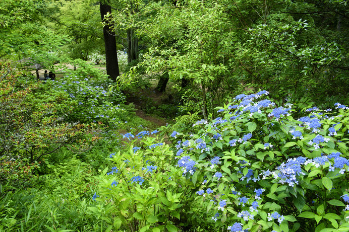 25種5万株の紫陽花が咲いている「神戸市立森林植物園」