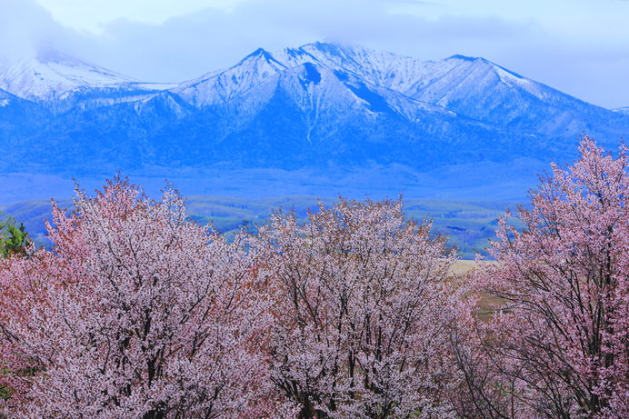 Gwの後も桜を楽しもう 5月のお花見は道東 道北で Tenki Jpサプリ 19年04月15日 日本気象協会 Tenki Jp