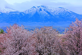 GWの後も桜を楽しもう!! 5月のお花見は道東・道北で