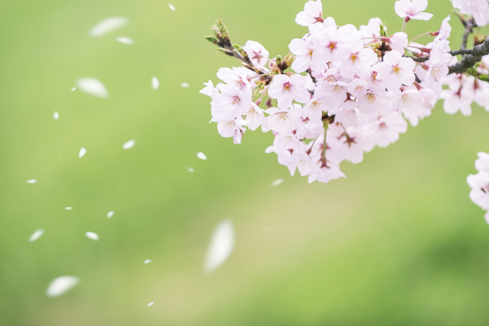 桜咲く季節に吹く 桜吹雪をつくる風の名前は Tenki Jpサプリ 19年03月30日 日本気象協会 Tenki Jp