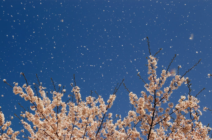 桜舞う美しい景色を作る風は「花風」「花嵐」