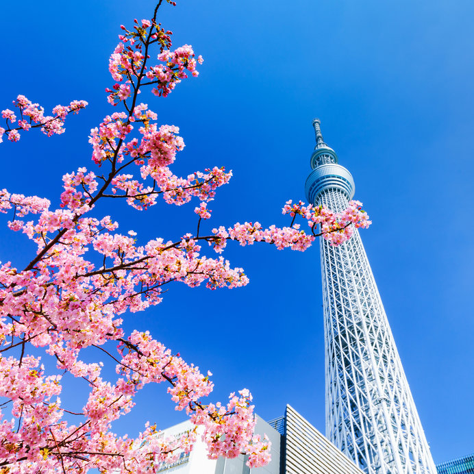 空に向かって伸びる大きな木がイメージの「東京スカイツリー」