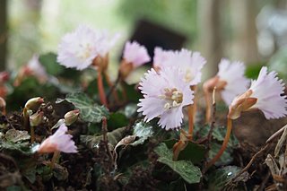 春の山野草展 2019 開催中！～箱根湿生花園の花便り～