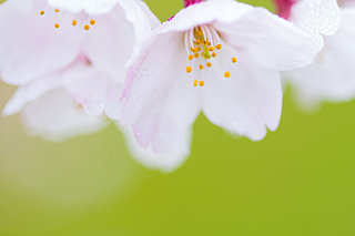 春に雨が多いのはなぜ？「春雨」と「春の雨」は違う？