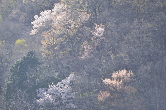 春に雨が多いのはなぜ 春雨 と 春の雨 は違う Tenki Jpサプリ 19年04月11日 日本気象協会 Tenki Jp