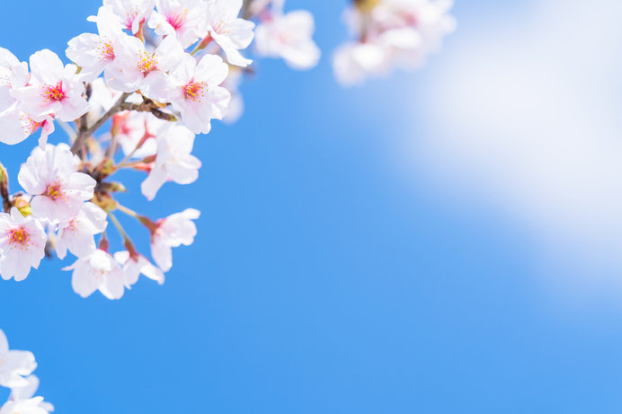 100円硬貨の桜は何桜 桜ワールドを楽しもう Tenki Jpサプリ 19年03月31日 日本気象協会 Tenki Jp