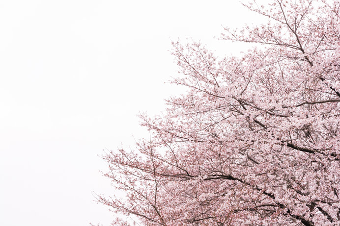 100円硬貨の桜は何桜 桜ワールドを楽しもう Tenki Jpサプリ 19年03月31日 日本気象協会 Tenki Jp