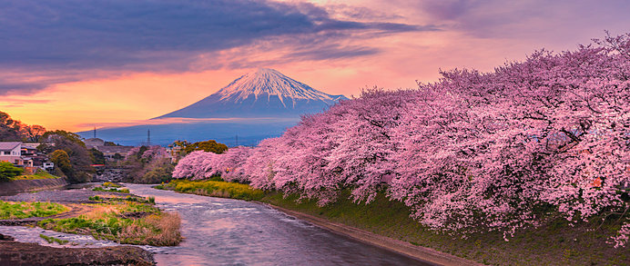富士山と夕桜