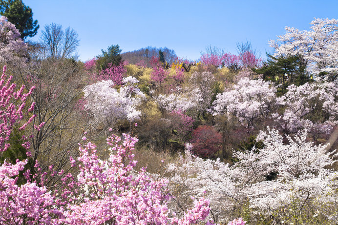 梅 は丸い 桃 は楕円 桜 はハート型 花びらの形でわかる梅 桃 桜の違い Tenki Jpサプリ 19年04月07日 日本気象協会 Tenki Jp