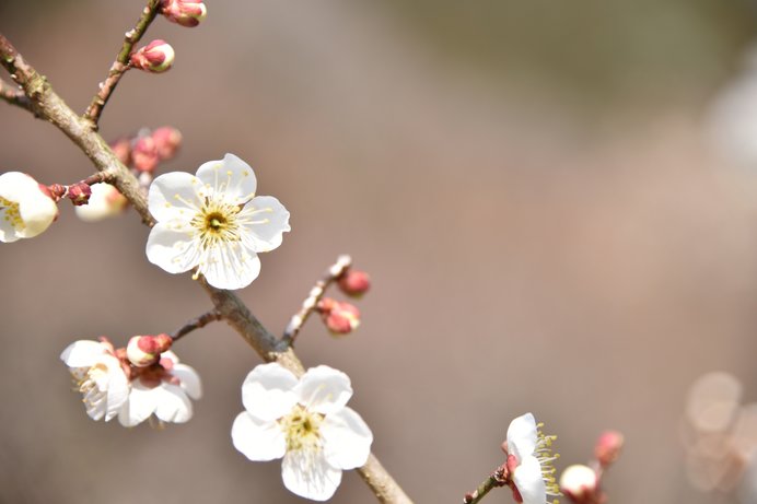 梅 は丸い 桃 は楕円 桜 はハート型 花びらの形でわかる梅 桃 桜の違い 季節 暮らしの話題 19年04月07日 日本気象協会 Tenki Jp