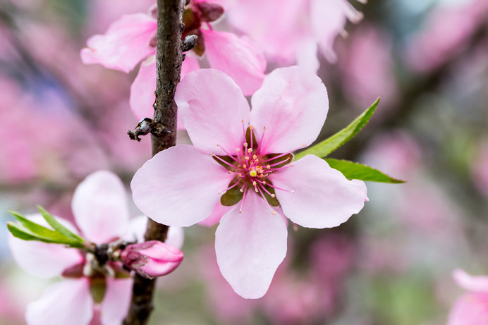 わのふじ小紋(小紋)  桜の花