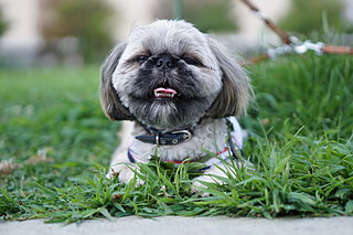 犬も花粉症になるの？〈犬の花粉症と対策について〉