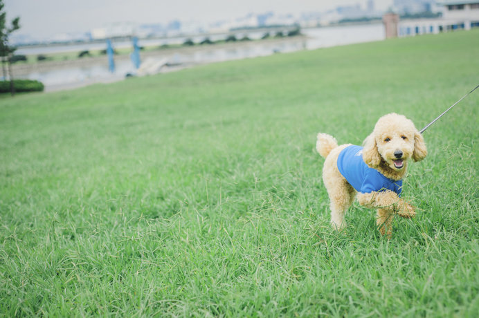 犬も花粉症になるの 犬の花粉症と対策について Tenki Jpサプリ 19年05月15日 日本気象協会 Tenki Jp