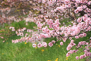 日本一遅く咲く「チシマザクラ」。国後島から根室にやってきた