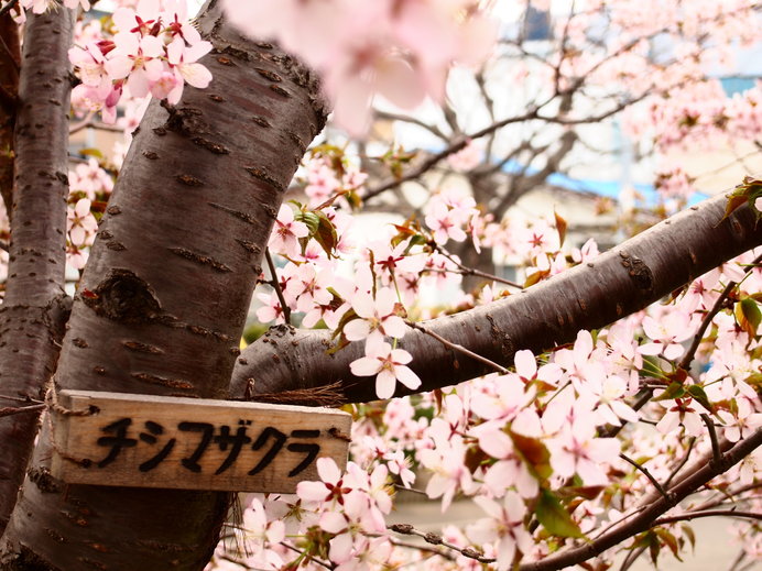 桜の開花が日本一遅い根室では、チシマザクラが開花宣言の標本木