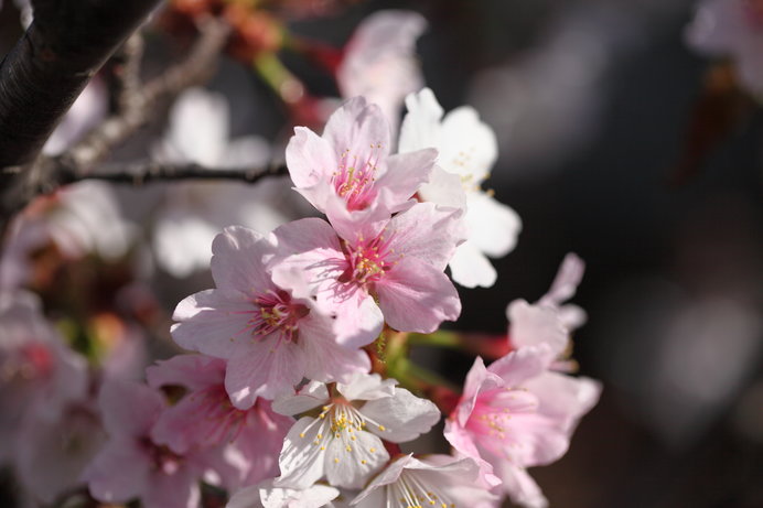 日本一遅く咲く「チシマザクラ」。国後島から根室にやってきた_画像