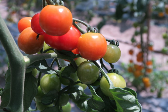 今が準備に最適 カンタン袋栽培 でミニトマトを育てよう Tenki Jpサプリ 19年04月22日 日本気象協会 Tenki Jp