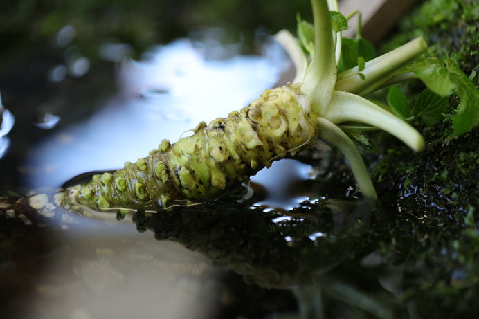 水分が少なく粘り気があるわさび（画像はイメージ）