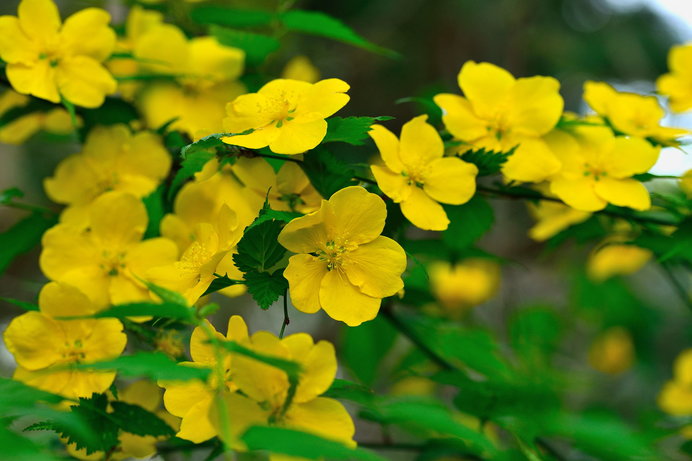 今見頃の山吹（やまぶき）。春のきらめきを表す黄金色の花にもう出会いましたか？