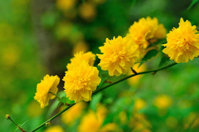 今見頃の山吹 やまぶき 春のきらめきを表す黄金色の花にもう出会いましたか Tenki Jpサプリ 19年04月19日 日本気象協会 Tenki Jp