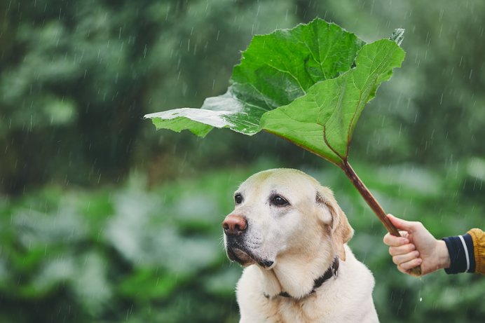 梅雨の時期に注意したい愛犬トラブルと 愛犬が梅雨を快適に過ごすコツ Tenki Jpサプリ 19年06月26日 日本気象協会 Tenki Jp