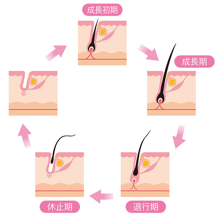 毛髪サイクルが短くなることで、髪は細くなっていきます