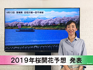 【動画で解説】日本気象協会から「第9回 2019年桜開花予想」発表！