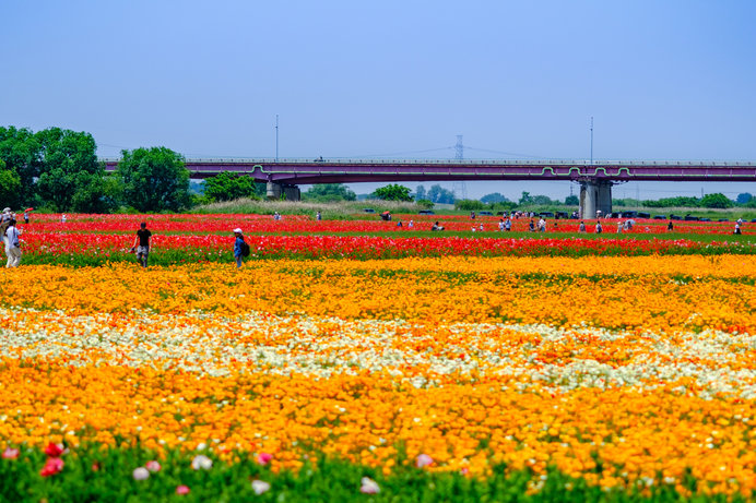 関東で初夏の花を楽しむならココがおすすめ Tenki Jpサプリ 19年05月01日 日本気象協会 Tenki Jp