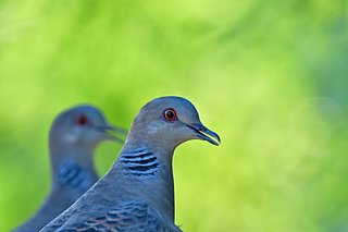 斑鳩はなぜ「いかるが」なのか？古代ミステリー、七十二候「霜止出苗(しもやみてなえいずる)」