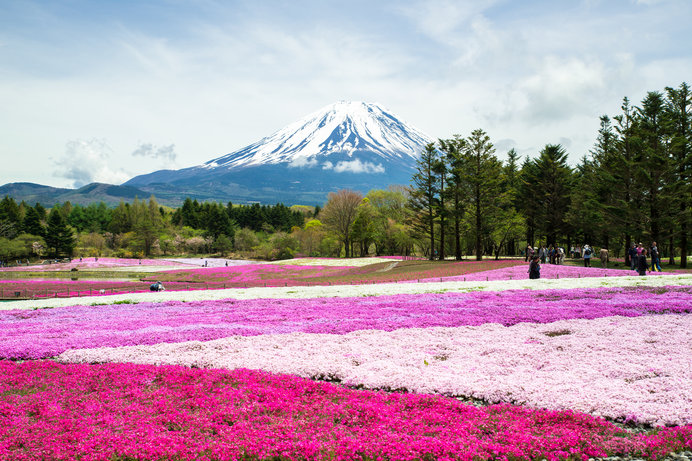 富士山と初夏の花の共演！絶景スポット4選