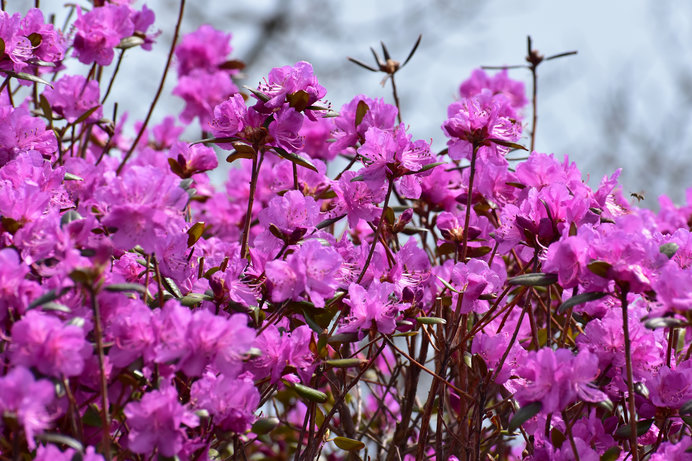 桜の前に咲く「エゾムラサキツツジ」。北見で28万本の大群落!!