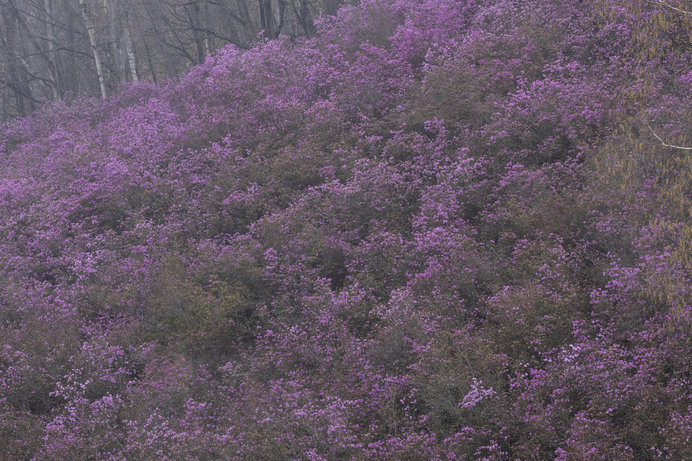桜の前に咲く エゾムラサキツツジ 北見で28万本の大群落 Tenki Jpサプリ 19年05月03日 日本気象協会 Tenki Jp