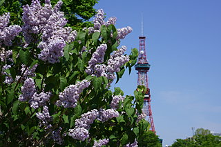 ライラックが見ごろ!! 新緑まぶしい北海道に初夏を告げる花