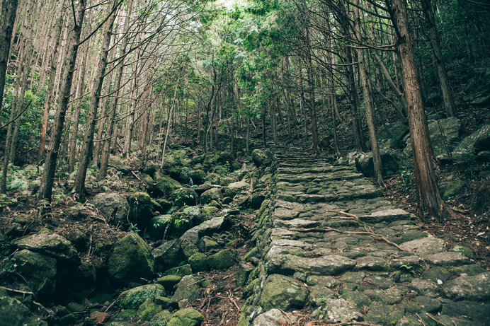 世界遺産である熊野古道は森林浴そのもの