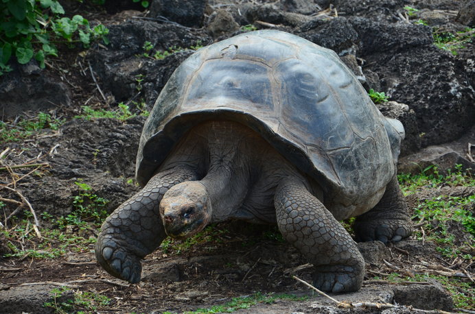 長寿のカメとして有名なガラパゴスゾウガメ