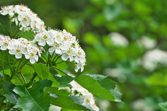 今が見頃の白い花 爽やかな5月に 希望 の花言葉をもつこの花は