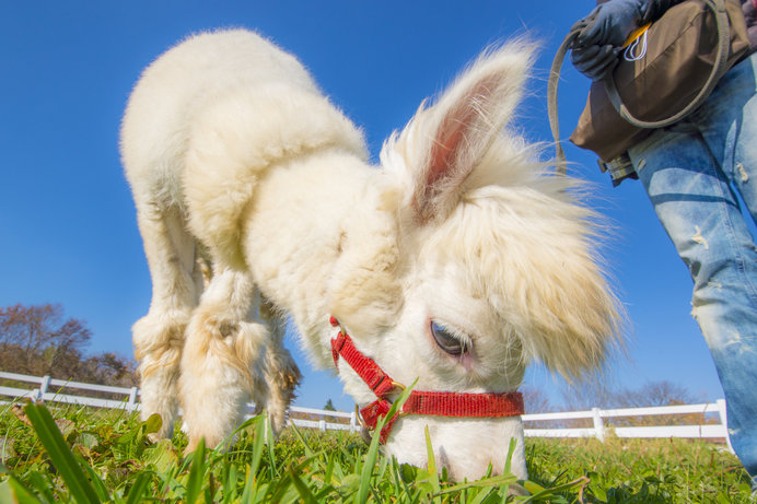 動物と触れ合える 牧場 に行こう 関東編 季節 暮らしの話題 19年05月31日 日本気象協会 Tenki Jp