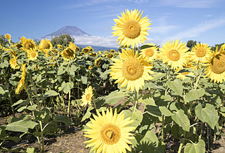 夏の花、ヒマワリ鑑賞の名所に行こう！〈関東編〉