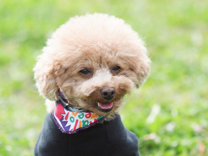 自ら体温を調節できない愛犬におすすめ 7つの熱中症対策 Tenki Jpサプリ 19年07月17日 日本気象協会 Tenki Jp